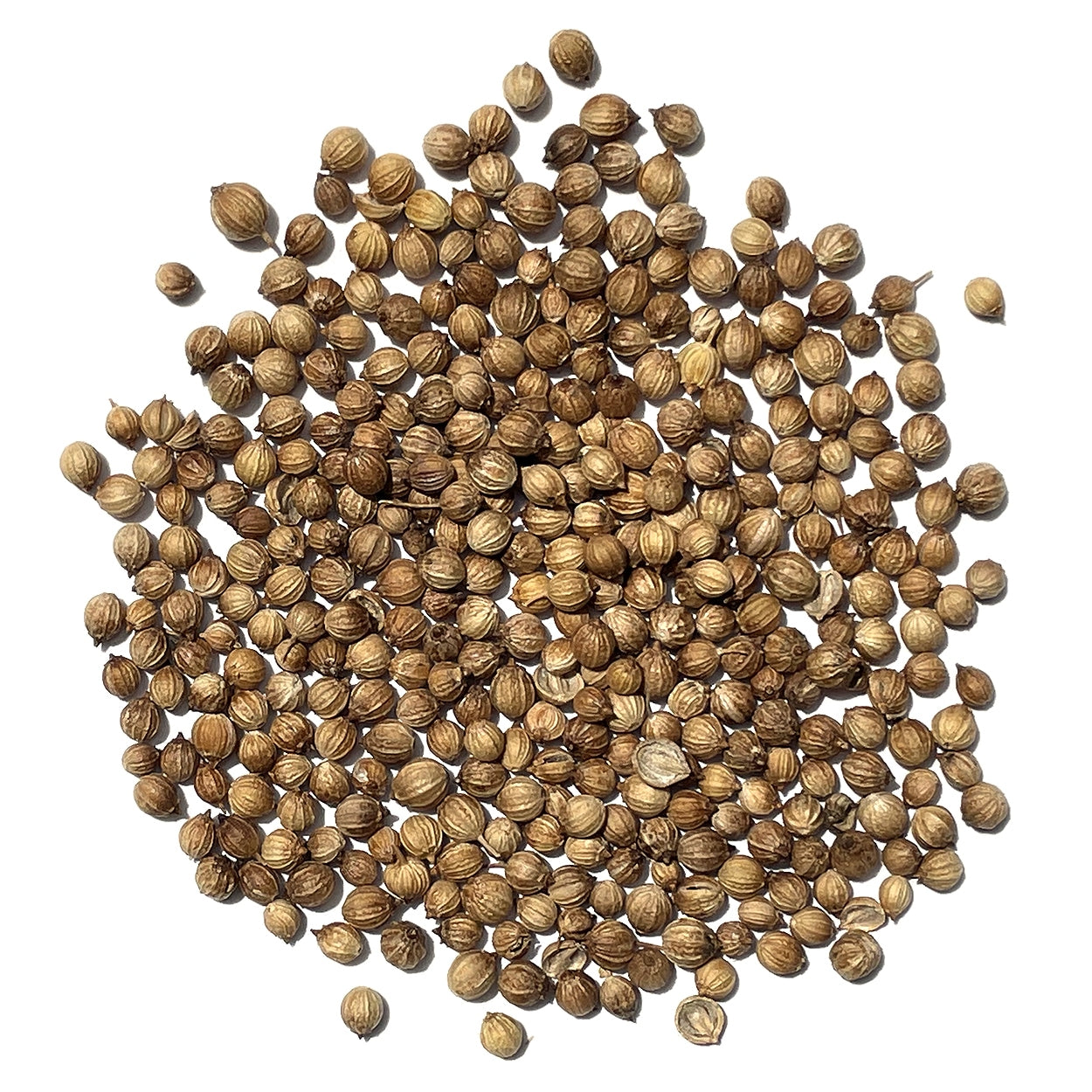 The Old Farmer's Almanac Heirloom Slow Bolt Cilantro Seeds - USDA Organic