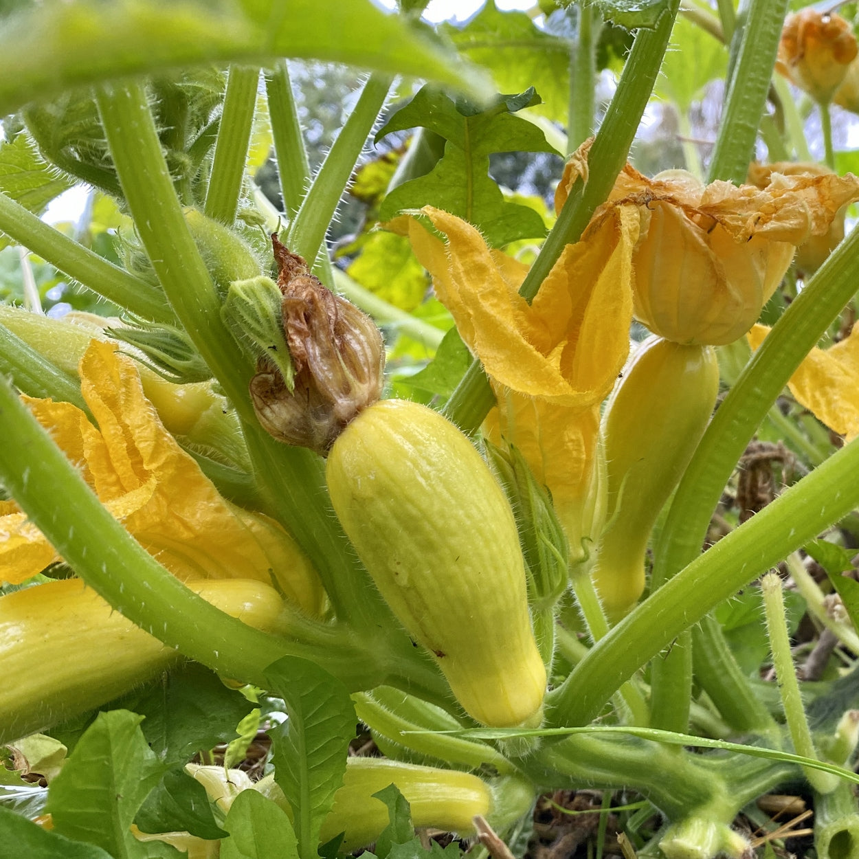The Old Farmer's Almanac Heirloom Yellow Crookneck Summer Squash Seeds