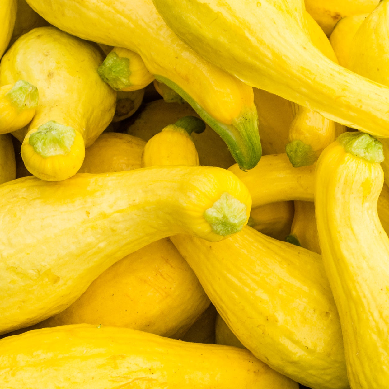 The Old Farmer's Almanac Heirloom Yellow Crookneck Summer Squash Seeds