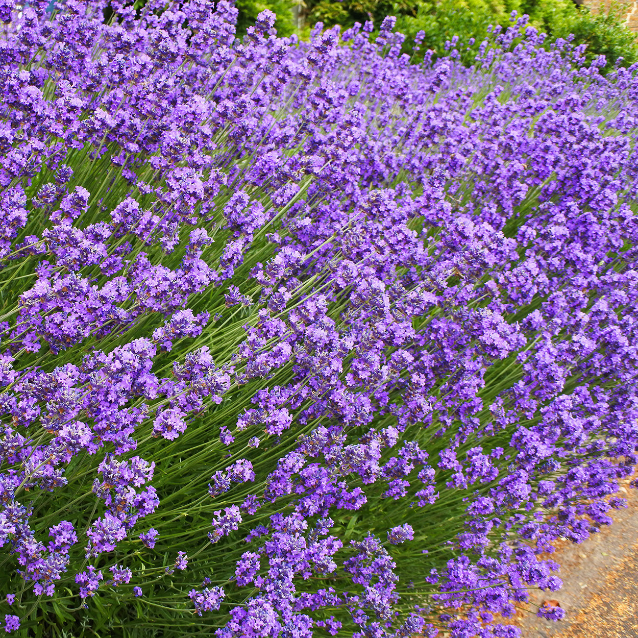 The Old Farmer's Almanac Heirloom Common English Lavender Seeds