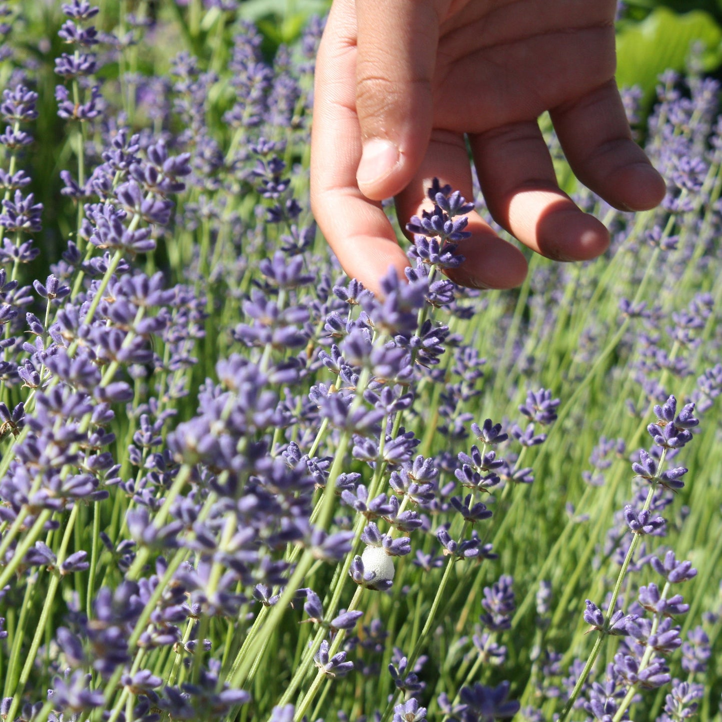 The Old Farmer's Almanac Heirloom Common English Lavender Seeds