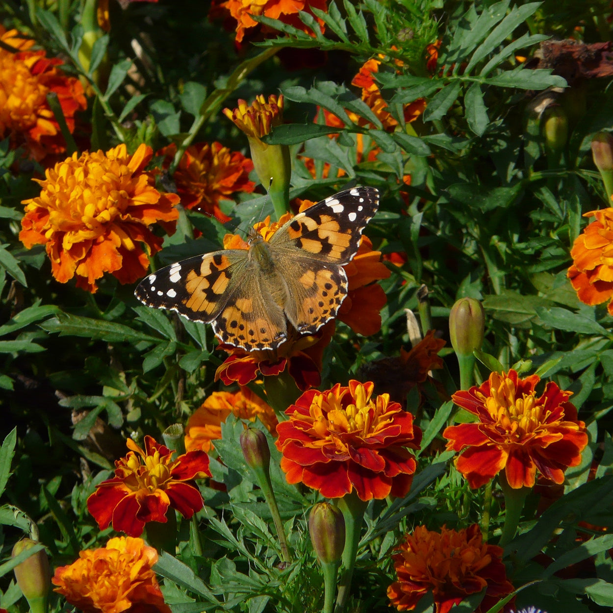 The Old Farmer's Almanac Petite Mixture Marigold Seeds