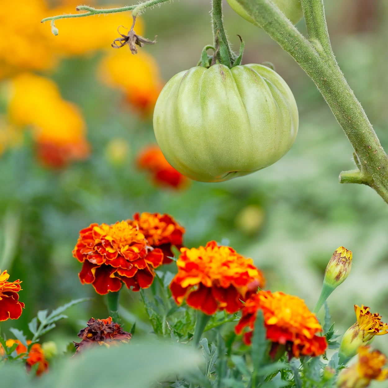 The Old Farmer's Almanac Petite Mixture Marigold Seeds