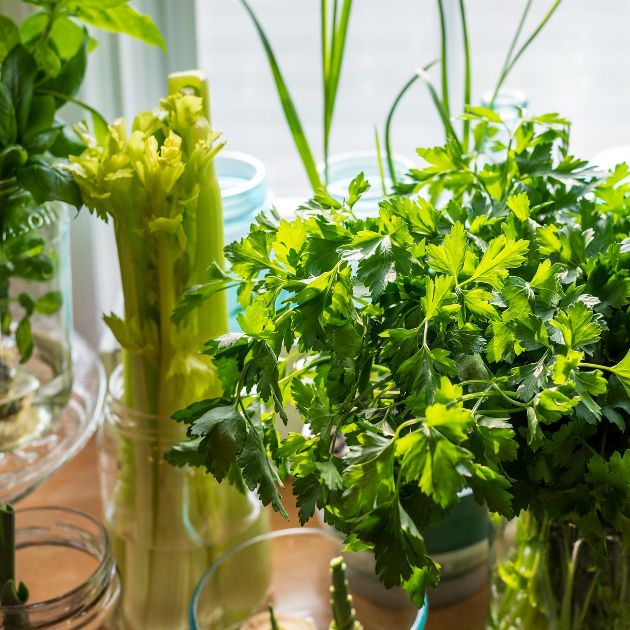 The Old Farmer's Almanac Heirloom Dark Green Italian Flat Leaf Parsley Seeds