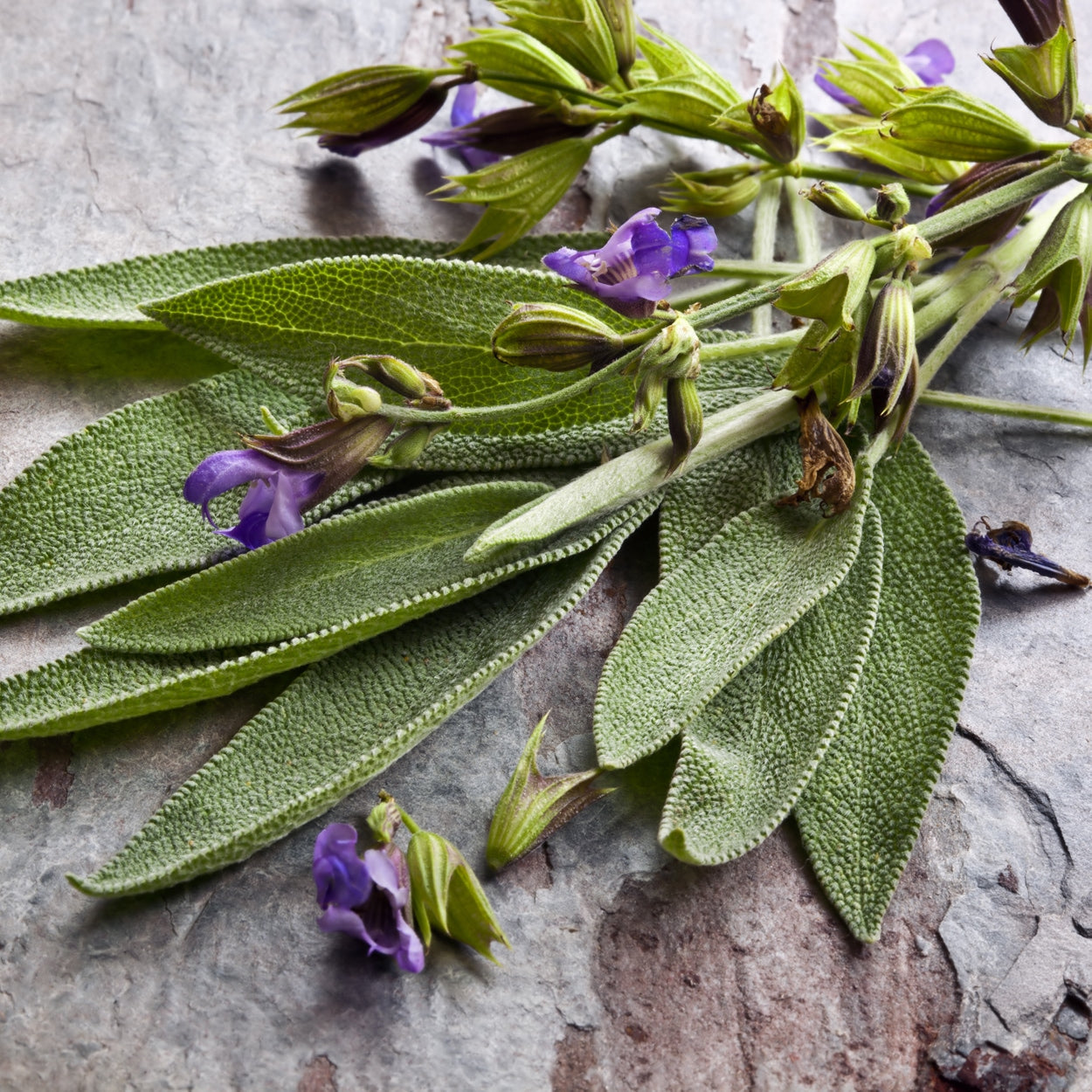 The Old Farmer's Almanac Heirloom Broad Leaved Sage Seeds