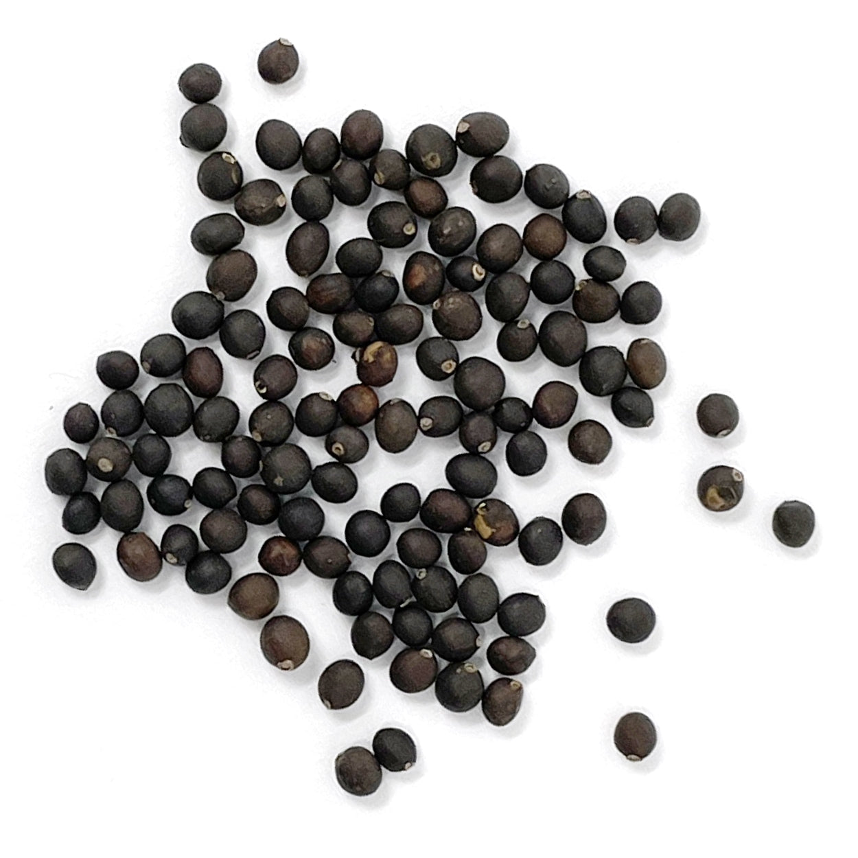 The Old Farmer's Almanac Heirloom Broad Leaved Sage Seeds