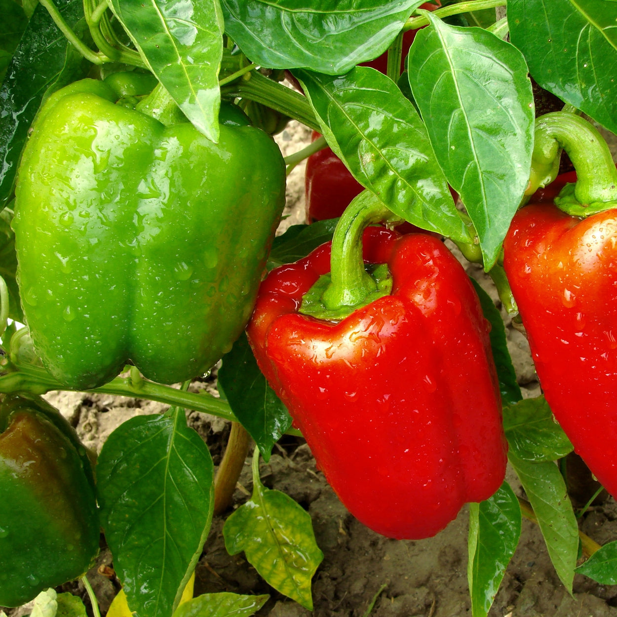 The Old Farmer's Almanac Heirloom Big Red Sweet Pepper Seeds