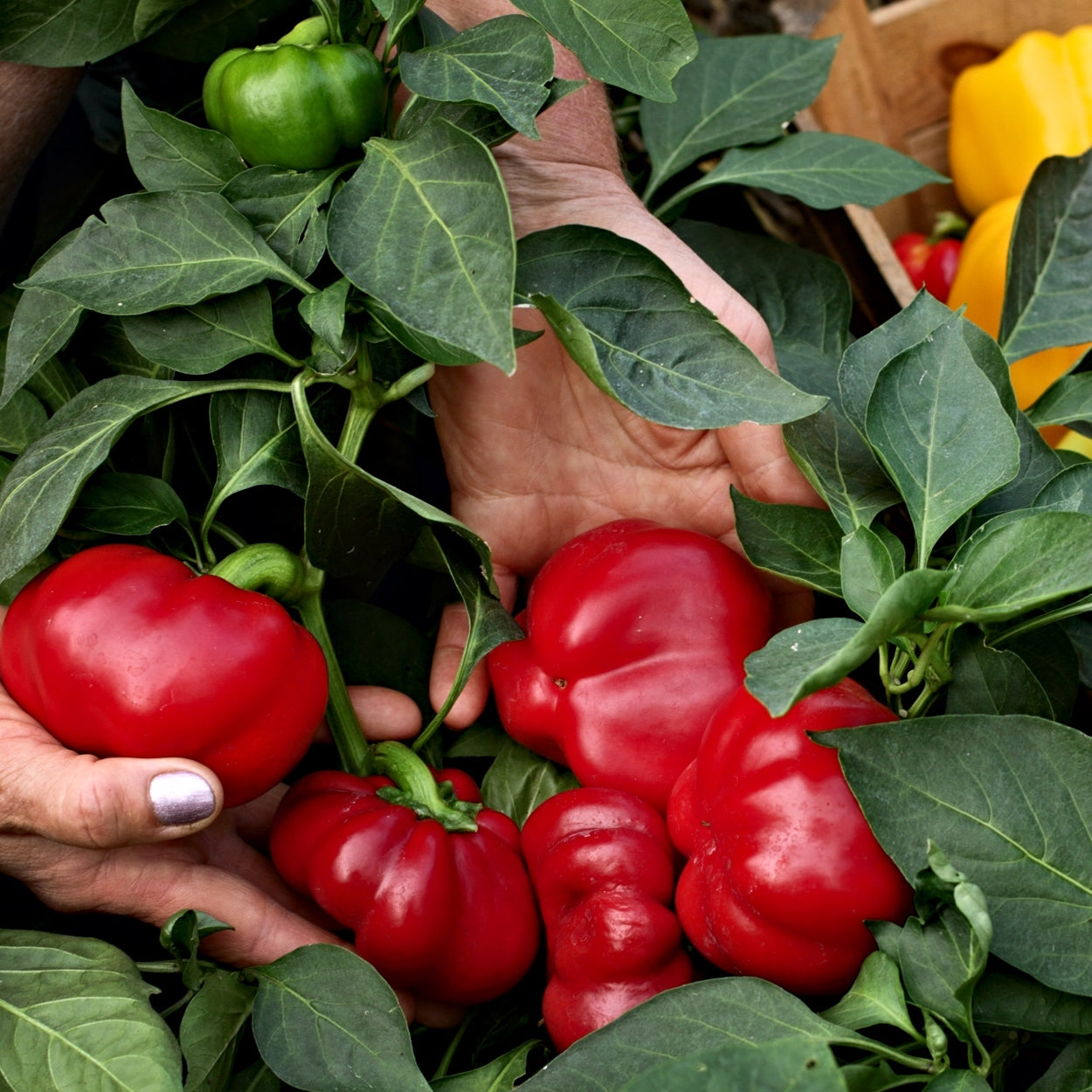 The Old Farmer's Almanac Heirloom Big Red Sweet Pepper Seeds