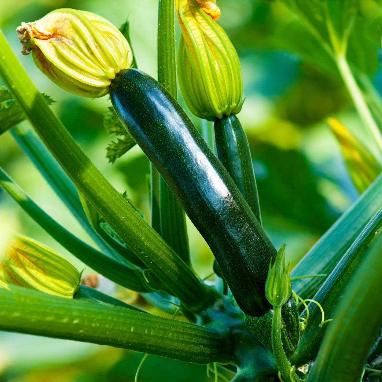 The Old Farmer's Almanac Heirloom Black Beauty Zucchini Summer Squash Seeds