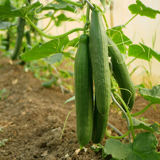 The Old Farmer's Almanac Heirloom Tendergreen Burpless Cucumber Seeds