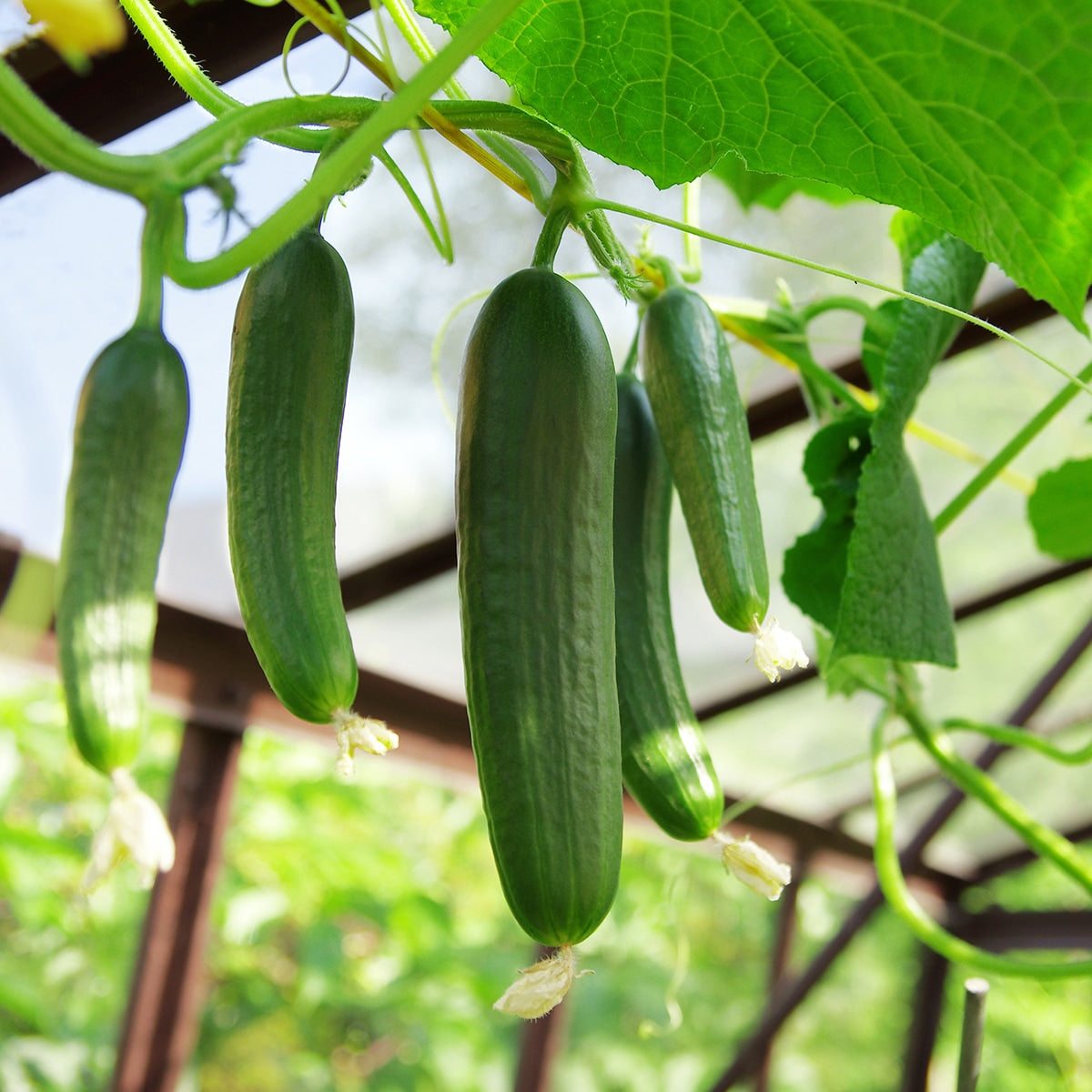 The Old Farmer's Almanac Heirloom Tendergreen Burpless Cucumber Seeds