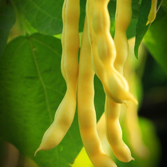 The Old Farmer's Almanac Heirloom Gold Rush Wax Bean Seeds
