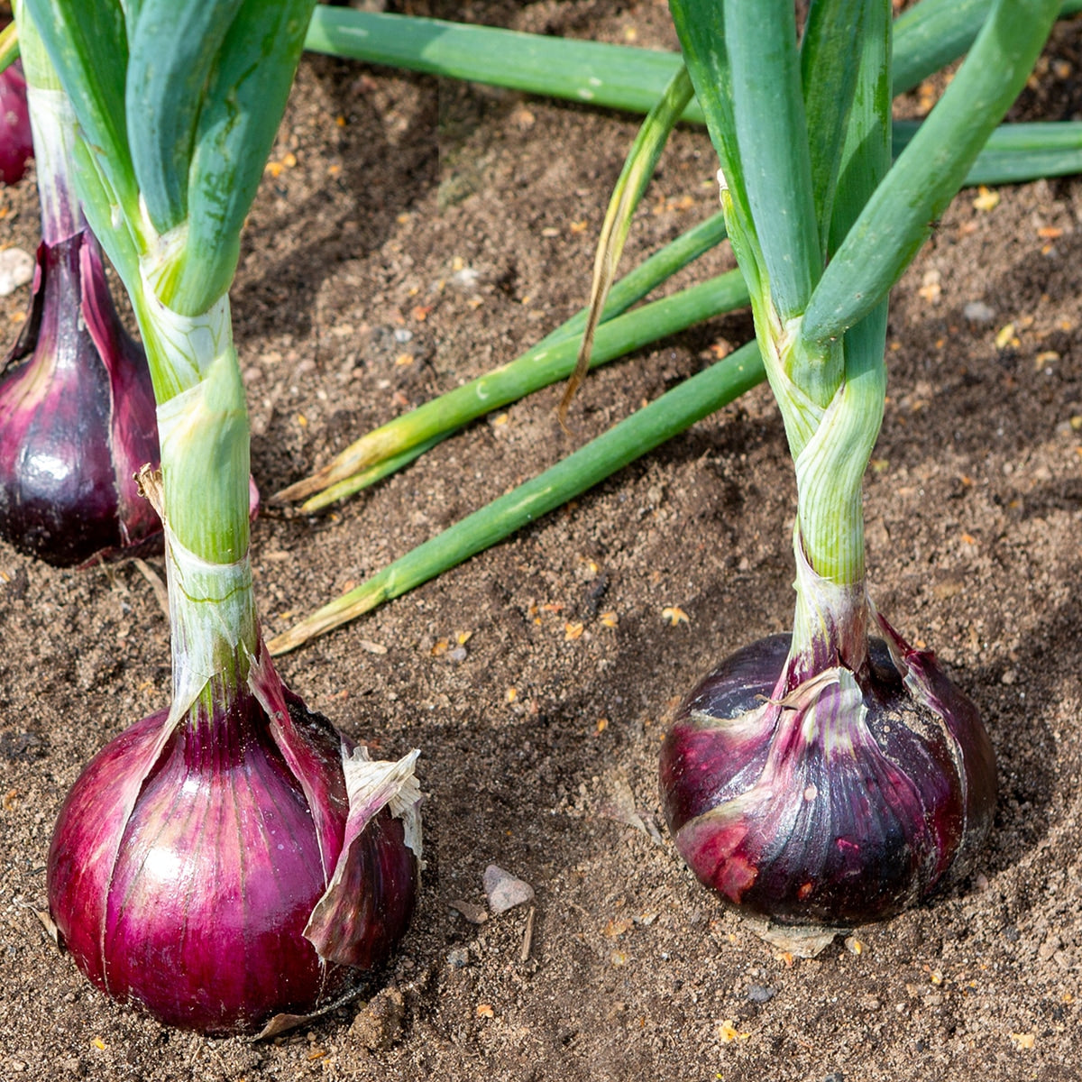The Old Farmer's Almanac Heirloom Red Creole Onion Seeds