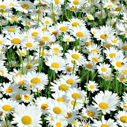 The Old Farmer's Almanac Shasta Alaska Daisy Seeds