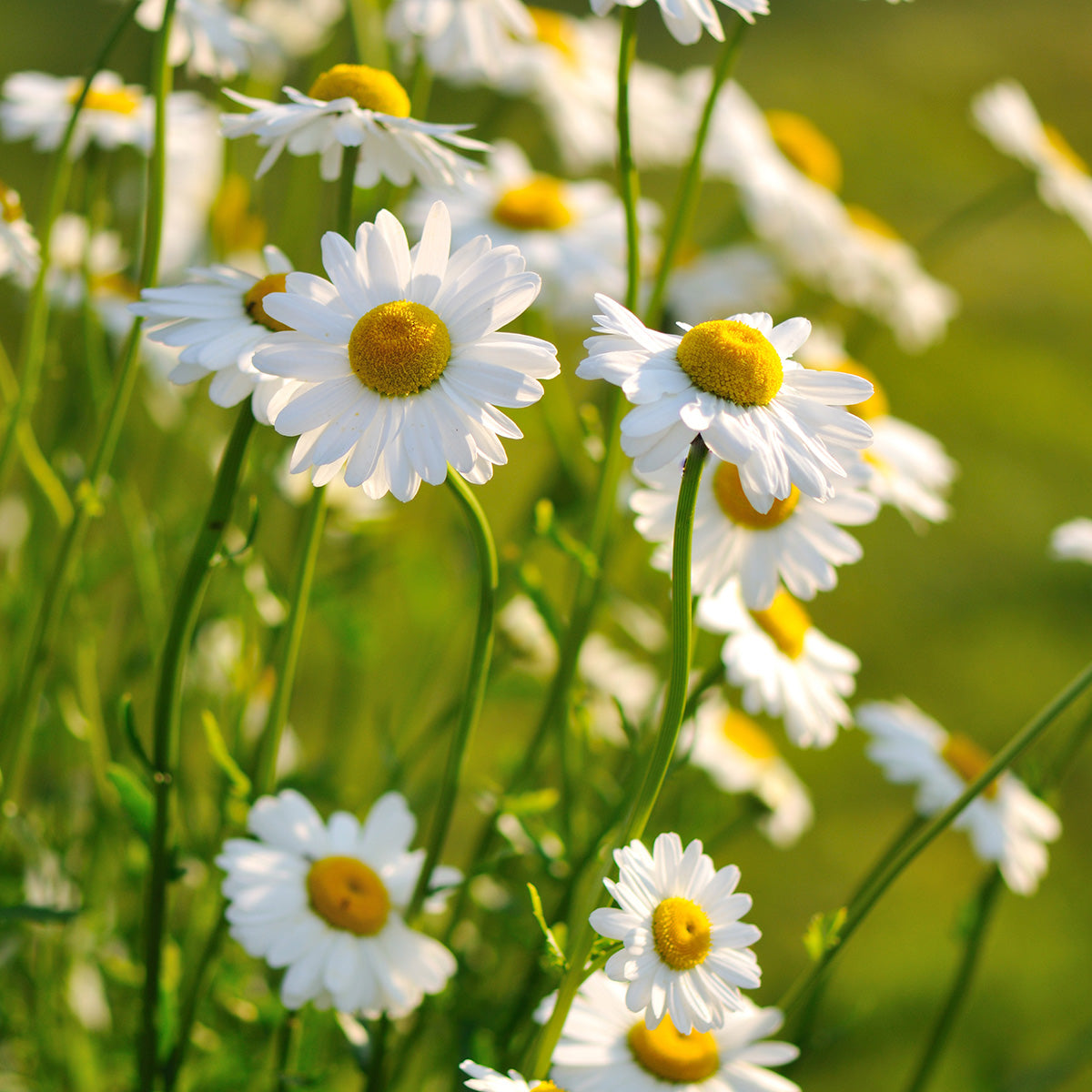 The Old Farmer's Almanac Shasta Alaska Daisy Seeds