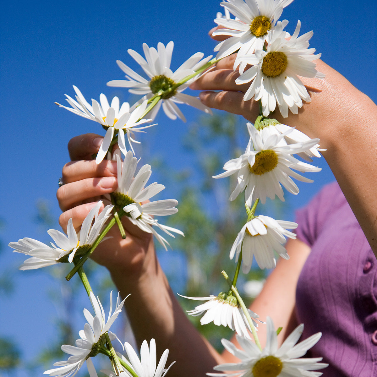The Old Farmer's Almanac Shasta Alaska Daisy Seeds