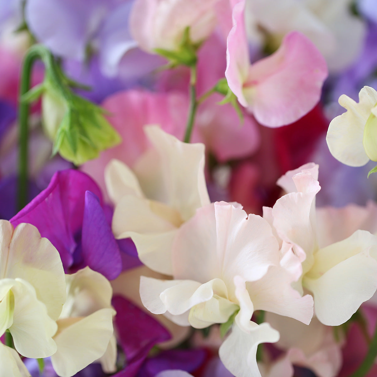 The Old Farmer's Almanac Knee High Mix Sweet Pea Seeds