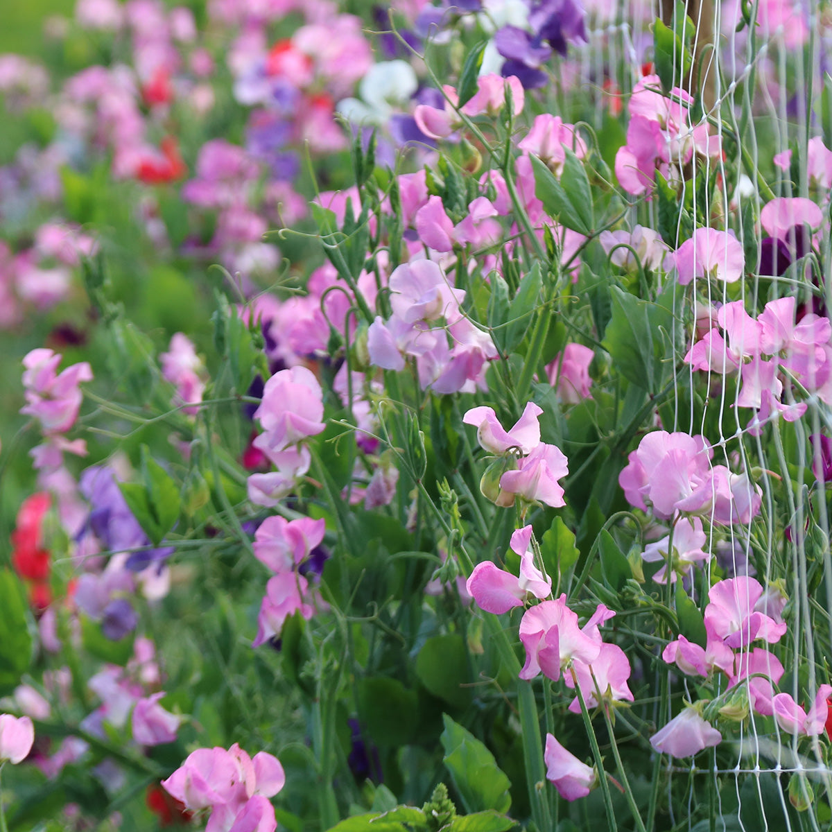 The Old Farmer's Almanac Knee High Mix Sweet Pea Seeds