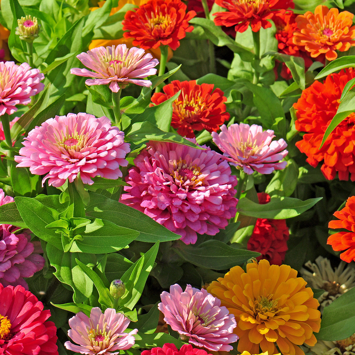 The Old Farmer's Almanac Dahlia Mix Zinnia Seeds
