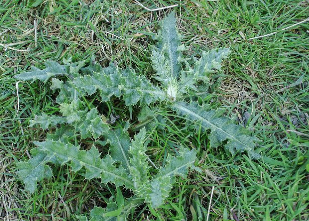 Thistle and broadleaf weeds growing in a lawn