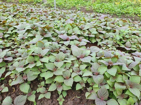 Vietnamese Perilla - 2000 Seeds - La Tia to - Shiso Seeds Perilla Frutescens, Asian Herb, Microgreens Heat & Drought Tolerant