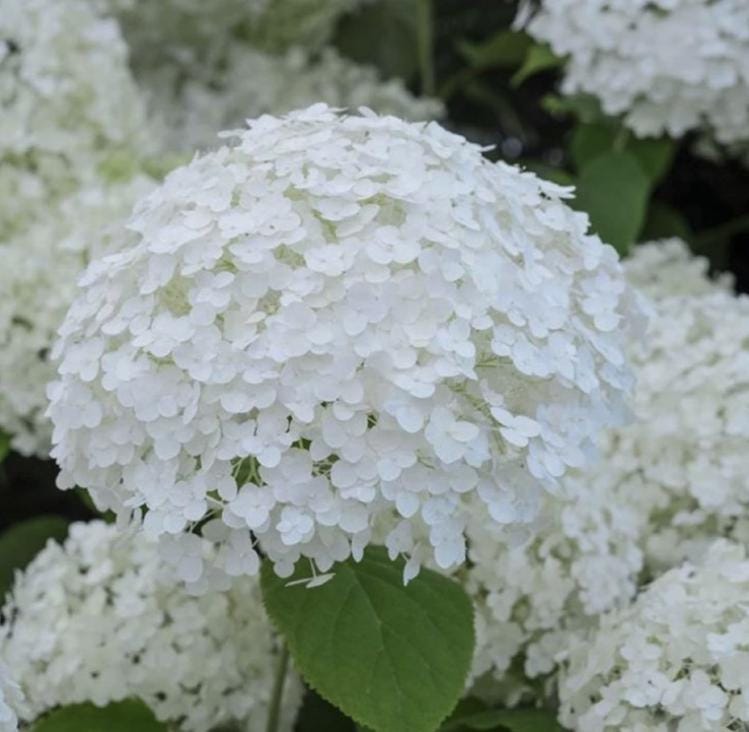 White Hydrangea Seeds - Beautiful Attractive Showy and Hardy Perennial Flowers
