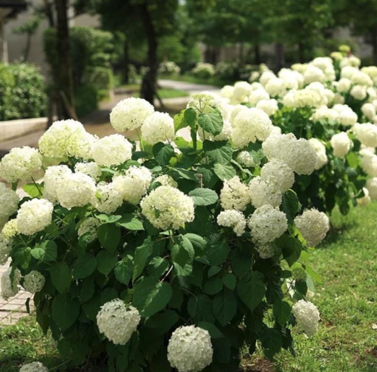 White Hydrangea Seeds - Beautiful Attractive Showy and Hardy Perennial Flowers