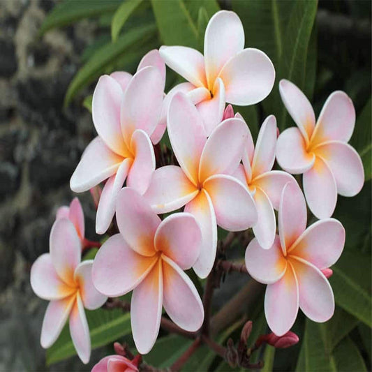 White Orange Plumeria Plant - 5 Seeds - Lei Hawaiian Garden Fragrant, Easy to Grow & Low-Maintenance